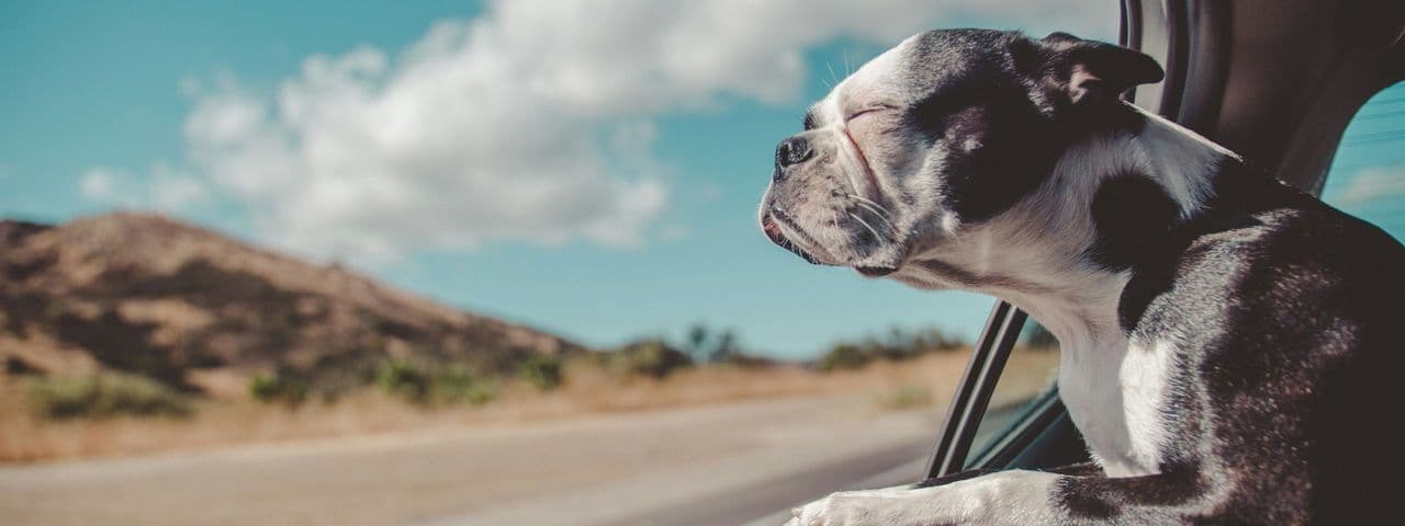 Photo by Avi Richards on Unsplash Bull dog enjoying the wind - Photo by Avi Richards on Unsplash